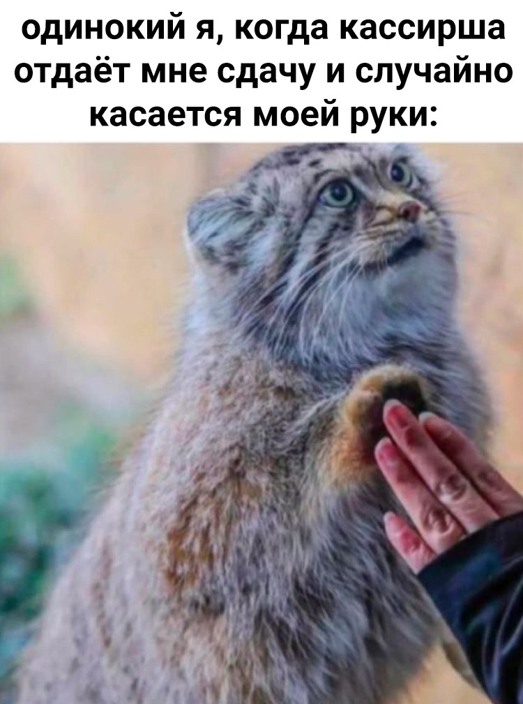 Manul (С) Котицыд.jpg