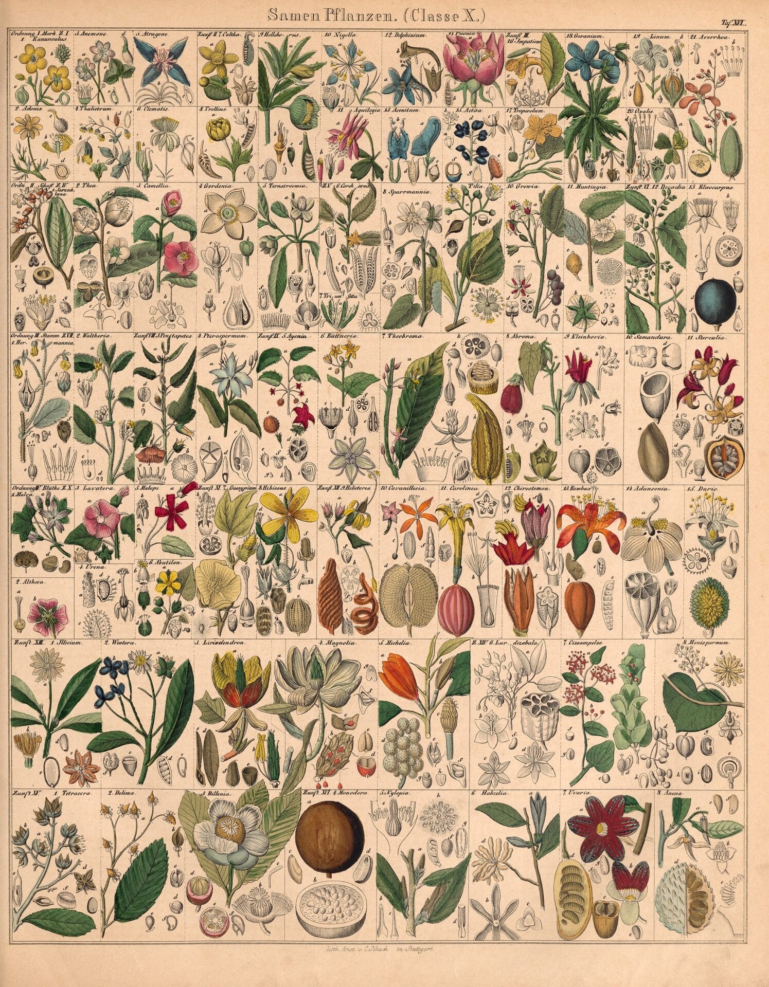 Lorenz Oken’s Atlas of Living Things, 1833-1834.jpg