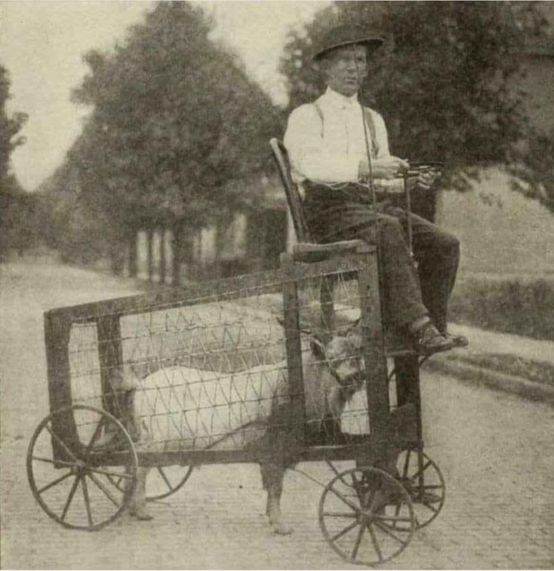 Man on a goat-powered vehicle. ca. 1890.jpeg