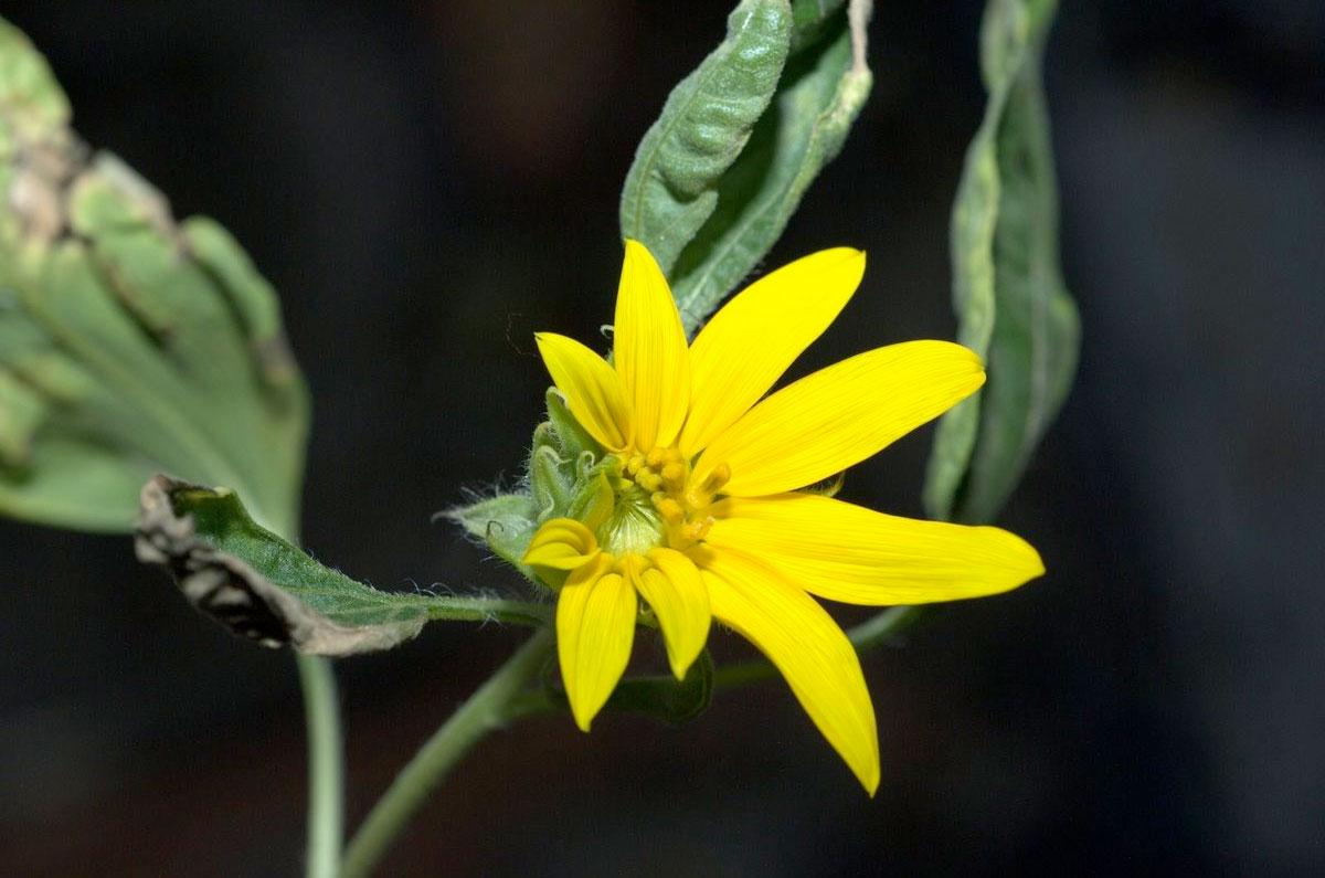 A sunflower grown from seed on the ISS in 2012 by NASA astronaut Don Pettit.jpeg