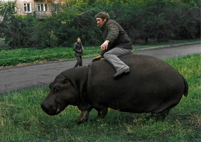 Мужчина верхом на бегемоте, Новокузнецк, 1982.jpg