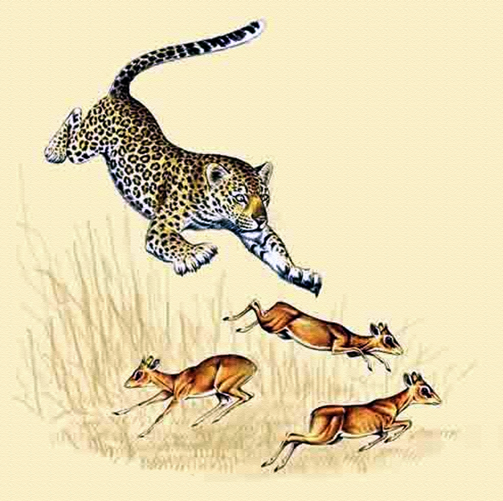 dik dik.jpg