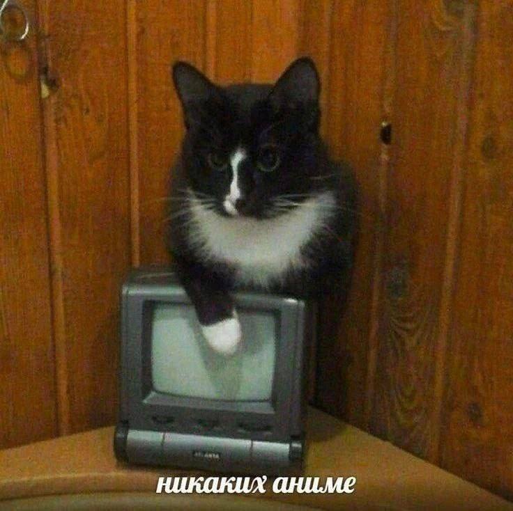 No More (С) Котицыд.jpg