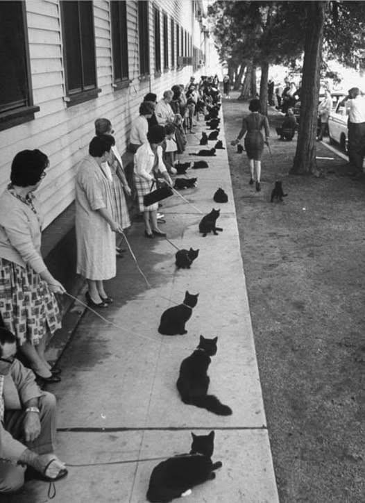Auditions for the part of the black cat in Tales of Terror (1961).jpg